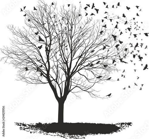 Ravens on a maple tree