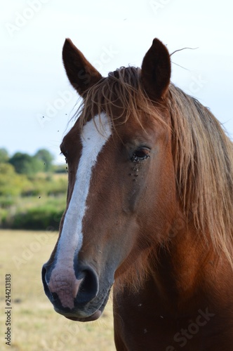 Fototapeta Naklejka Na Ścianę i Meble -  Chevaux en Aveyron