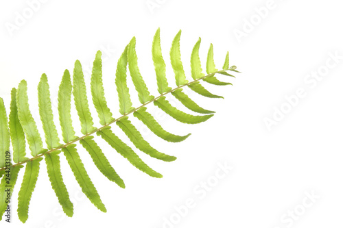 Green Fern Leaf on White Background