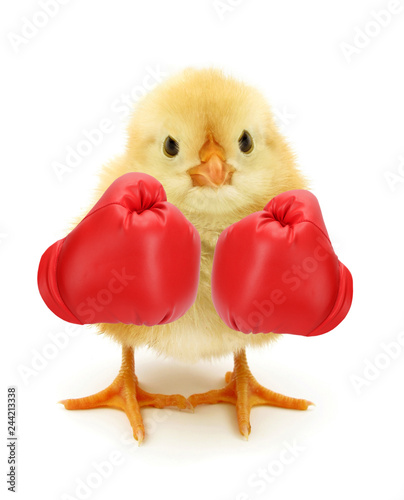 Crazy chick with red boxing gloves