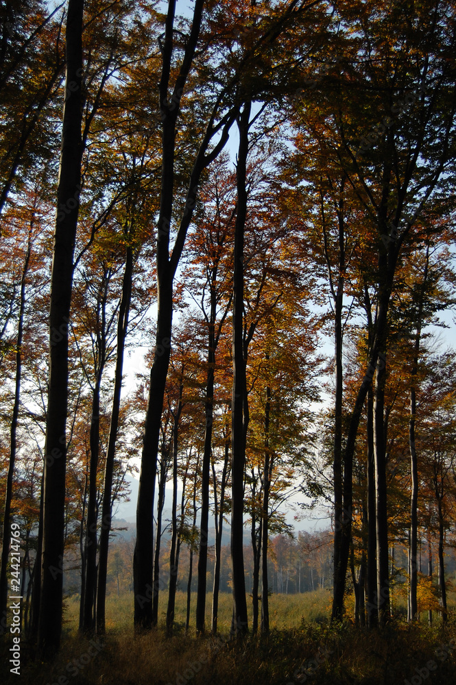 Forest In The Sunset