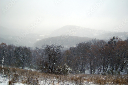 Snowy trees in the mountains