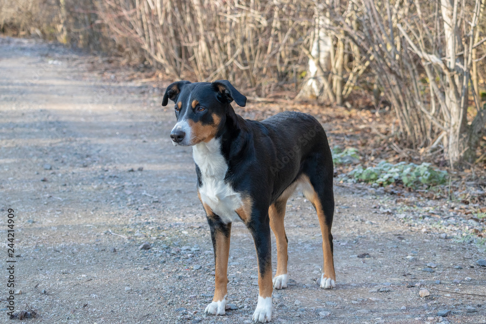 Appenzeller Sennenhund. The dog is standing in the park on the Winter. Portrait of a Appenzeller Mountain Dog Appenzeller Sennenhund. The dog is standing in the park on the Winter. Portrait of a Appenzeller Mountain Dog