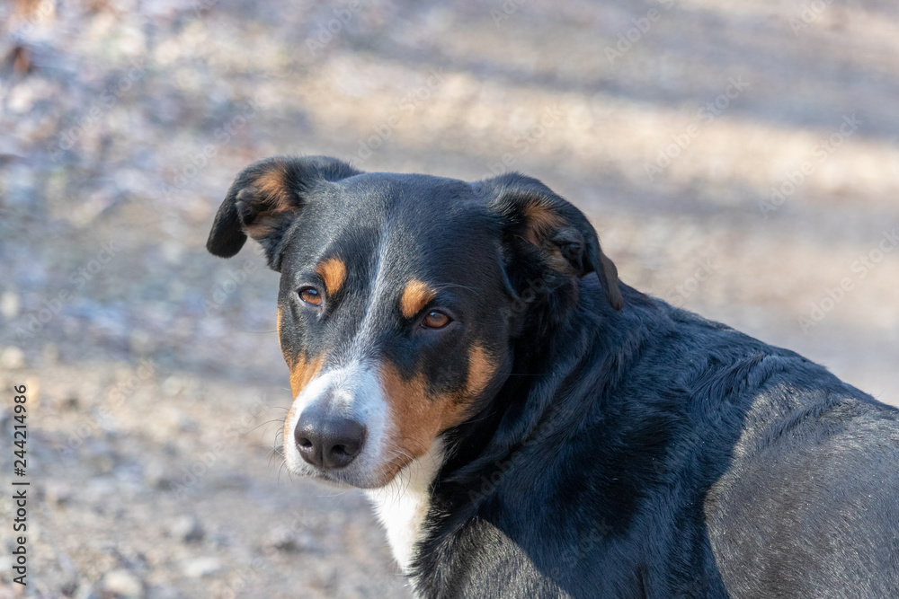 Appenzeller Sennenhund. The dog is standing in the park on the Winter. Portrait of a Appenzeller Mountain Dog Appenzeller Sennenhund. The dog is standing in the park on the Winter. Portrait of a Appenzeller Mountain Dog