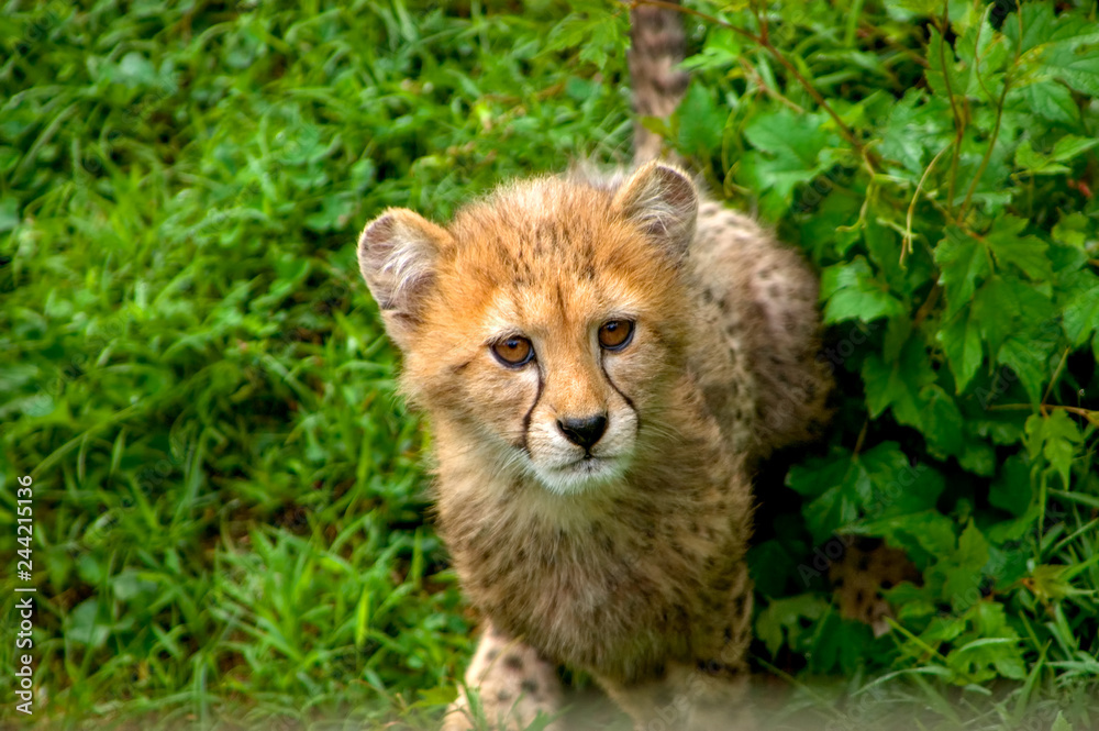 Cheetah Cub Cheetah Cub