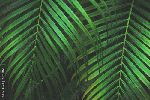 Green Palm Leaves in Dark Tone Color