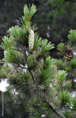 Branch with a cone of a pine rumeliysky (Pinus peuce Griseb.) photo