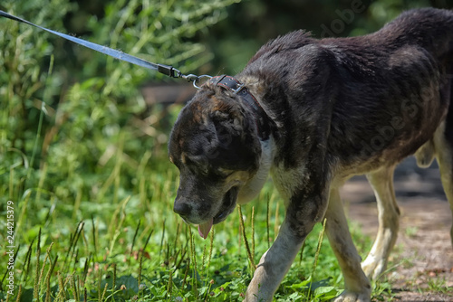 Central asian shepherd dog photo