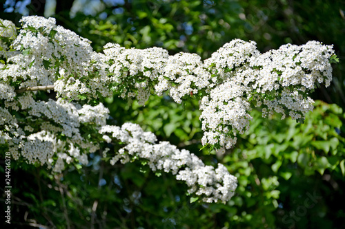 The blossoming single-seed hawthorn (Crataegus monogyna Jacq.)