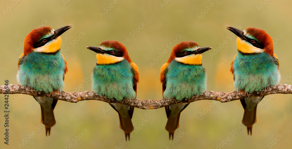 Obraz premium Meeting of four bee-eaters