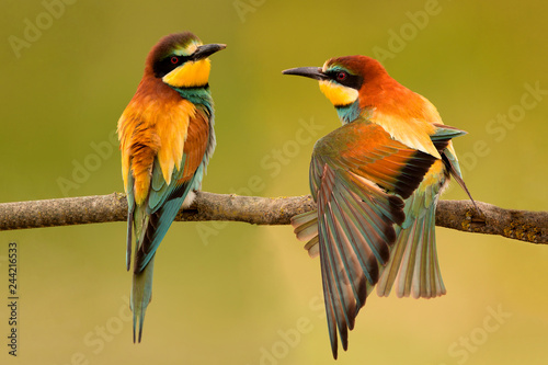 Pair of bee-eaters perched on a branch.