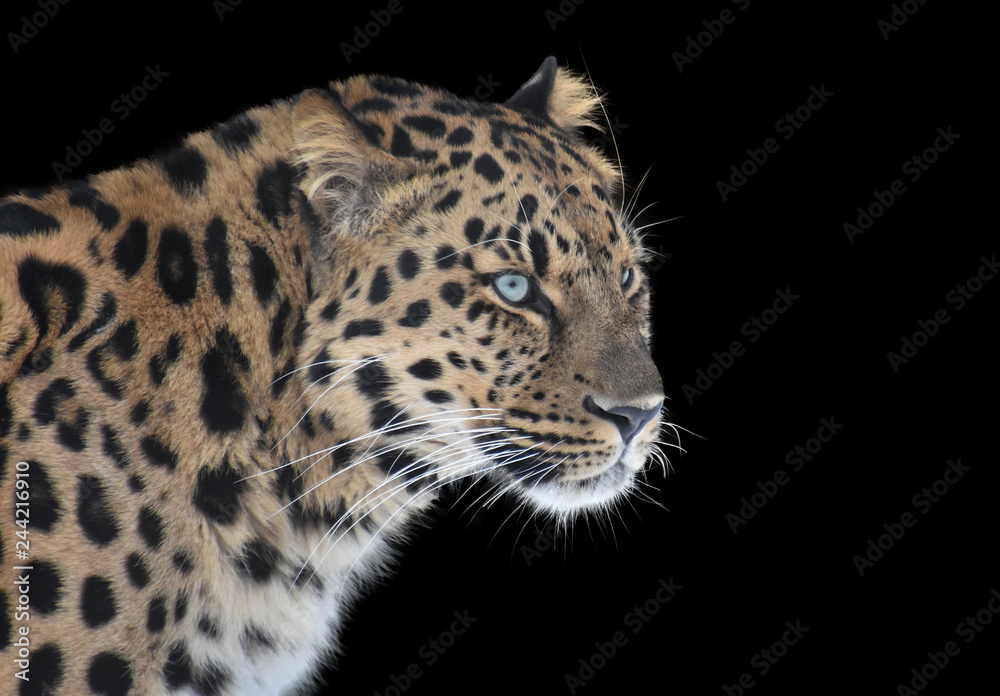 Far Eastern leopard on a black background Far Eastern leopard on a black background