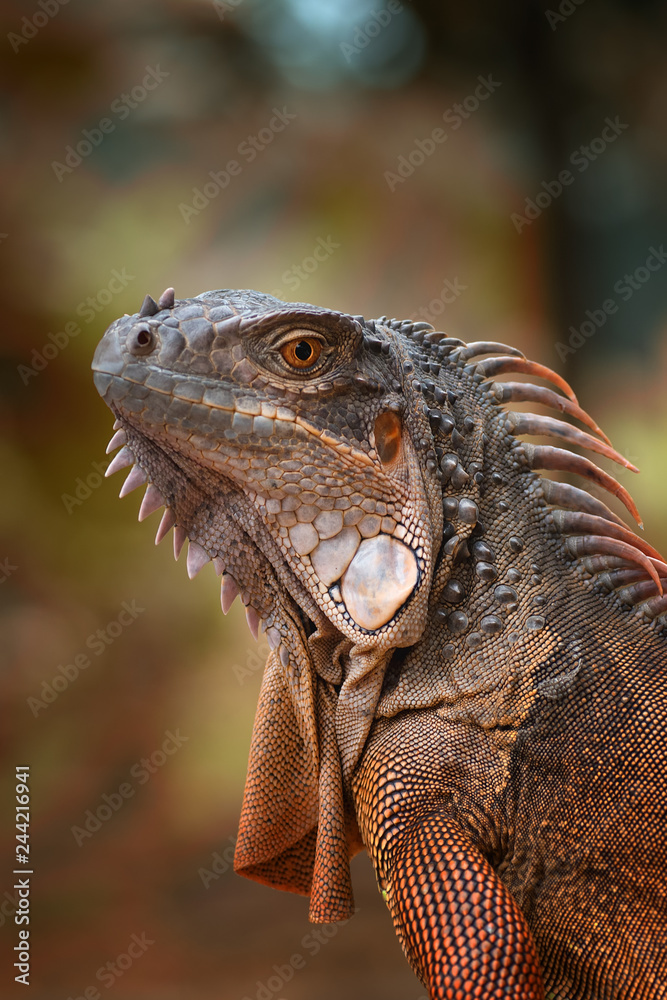 Obraz premium Red iguana
