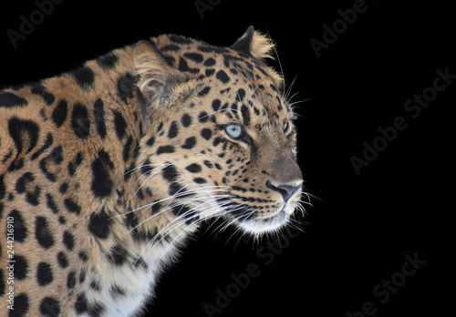Far Eastern leopard on a black background