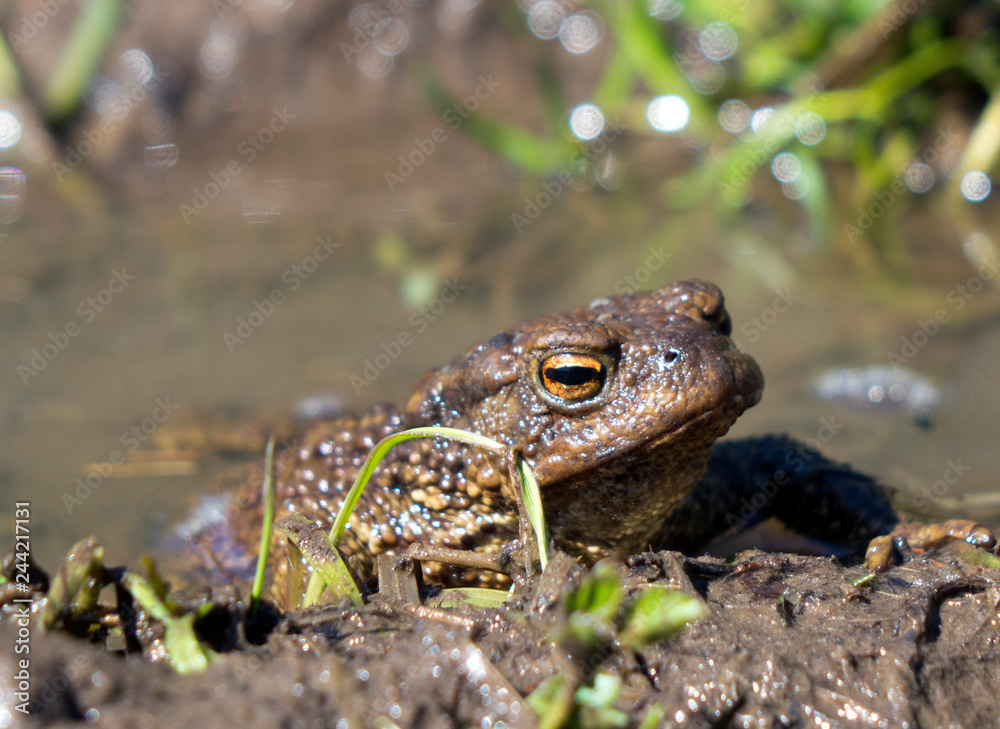 Obraz premium brown frog