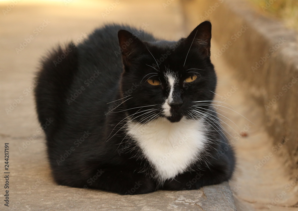 Close up of a very relaxed black and white cat.