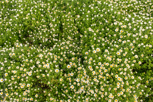 Flower carpet. Sweet little white chamomile flowers. Natural summer background