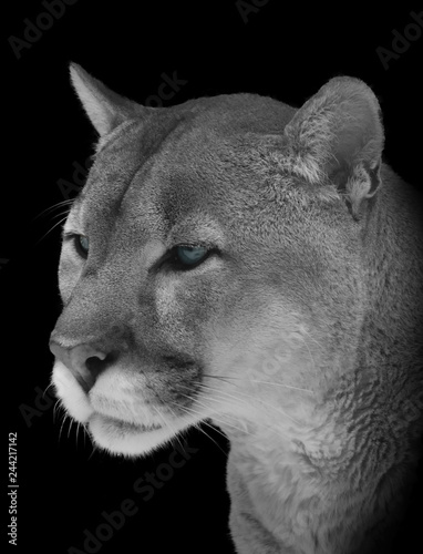 Portrait of a Cougar close-up in black and white with blue eyes