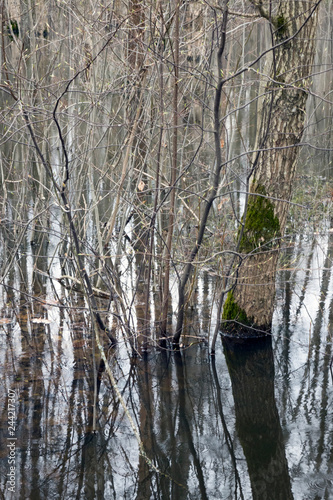 Wallpaper Mural Autumn forest. Trees in the water . Torontodigital.ca