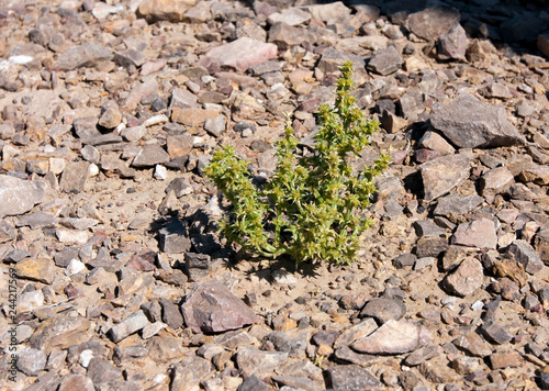 tumbleweed in the Kyzyl Kum Desert - Kali tragus (Russian thistle or common saltwort), plant in the family Amaranthaceae. Also is known as "salsola".