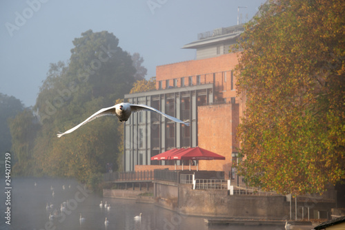 swan with outstretched wings flying directly towards the camera with Royal Shakespeare Theatre in background photo