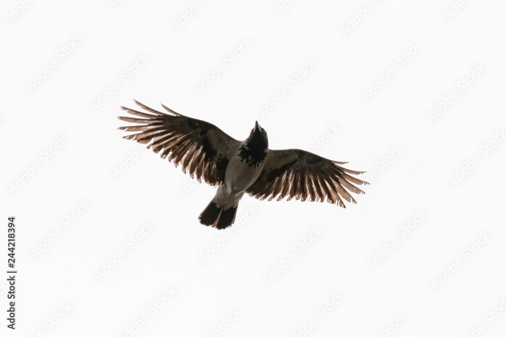 Obraz premium flying crow isolated on white background
