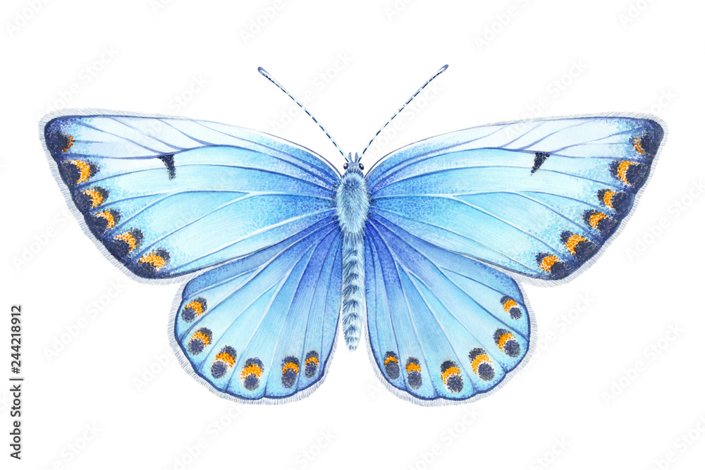 Obraz premium Watercolor silver-studded blue butterfly. Hand drawn illustration isolated on white background