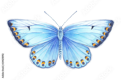 Watercolor silver-studded blue butterfly. Hand drawn illustration isolated on white background