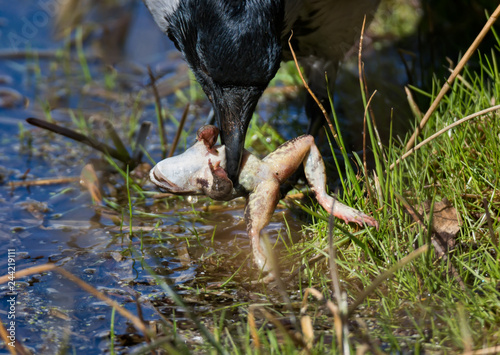 a crow has caught a frog in a lake