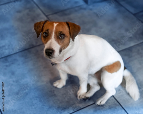 Portrait of a small dog Jack Russell Terrier sitting on a blue tile. Cute pet looking at the camera © tanya69
