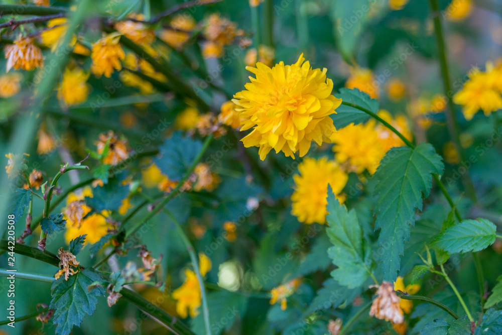 Blooming dandelion flower
