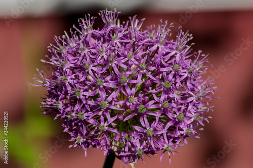 Blossoming echinops flower