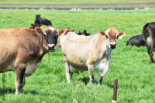 Dairy Cattle