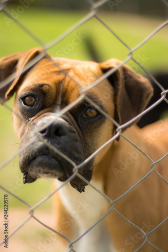 pet farm rescue 