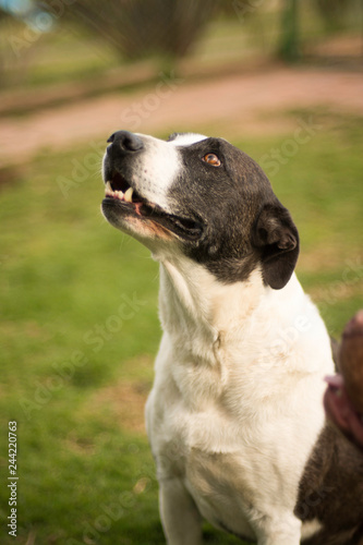 pet farm rescue 