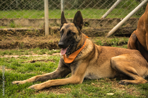 pet farm rescue 