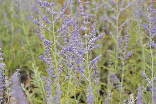 Perovskia blue spire photo