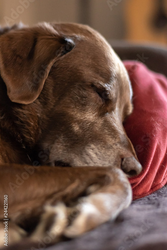 Dog sleeping on a pillow