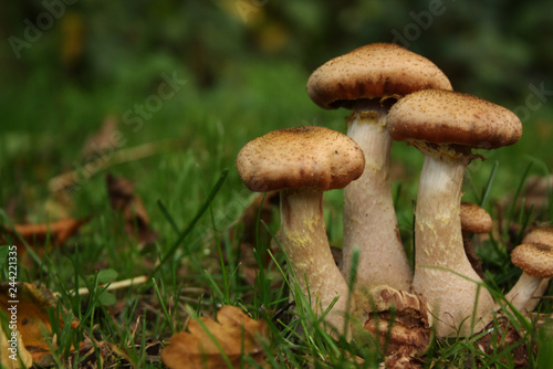 A group of three mushroom in a field of grass with leaves