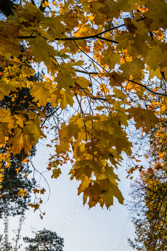 Wallpaper Mural maple tree branches with vivid colored leaves against blue sky background, Torontodigital.ca