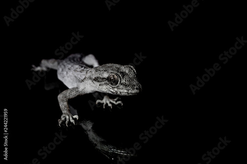 Lizard on black background.Macro photo