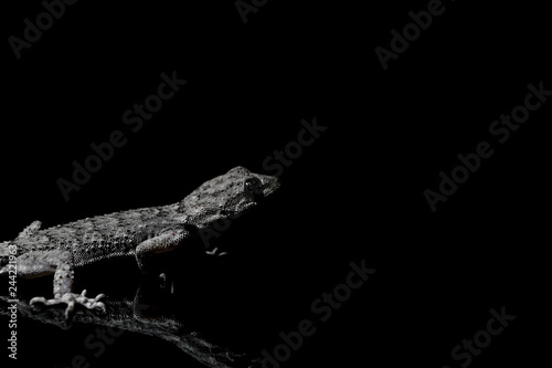 Lizard on black background.Macro photo © pha88