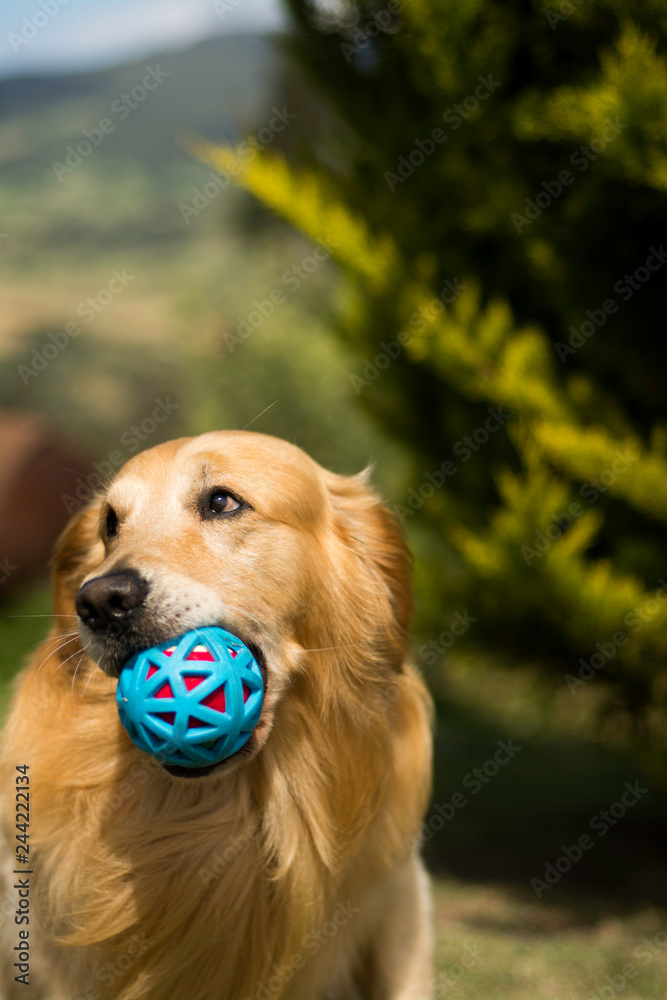 Obraz premium pet farm rescue 