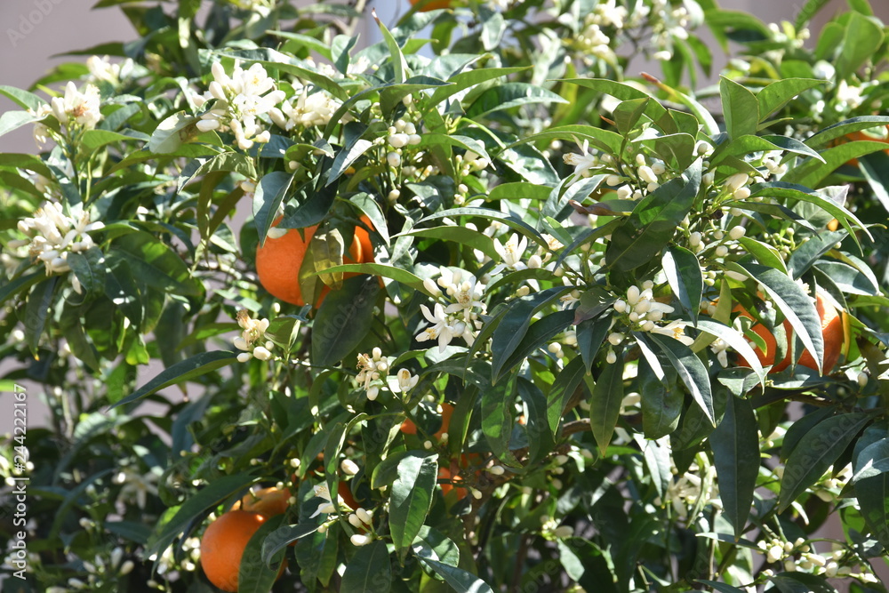 ripe oranges on the tree