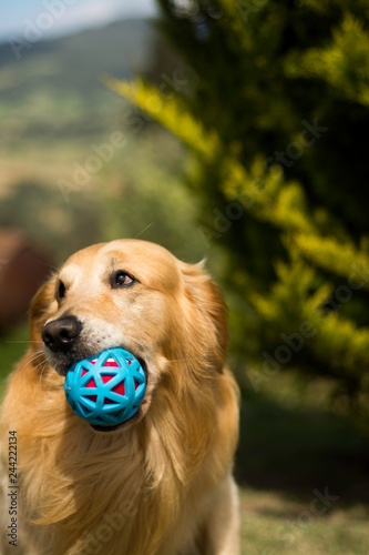 pet farm rescue 