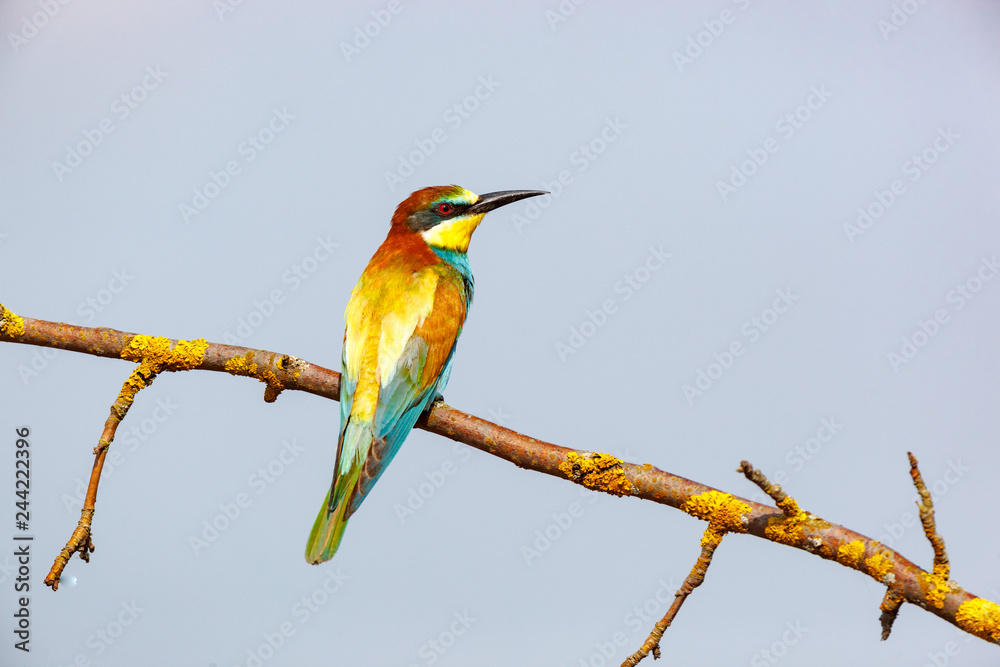 Obraz premium European Bee-eater (Merops apiaster).