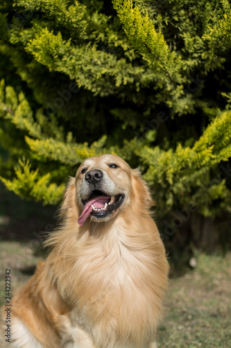 pet farm rescue 