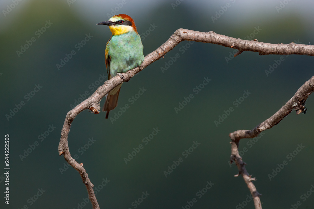 European Bee-eater (Merops apiaster).