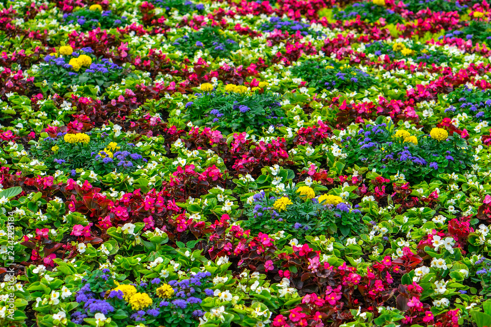 Design of flower bed by diferrent colorfull flowers. Plant pattern texture. Design of flower bed by diferrent colorfull flowers. Plant pattern texture.