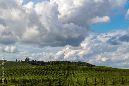 Grape fields